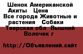 Шенок Американской Акиты › Цена ­ 35 000 - Все города Животные и растения » Собаки   . Тверская обл.,Вышний Волочек г.